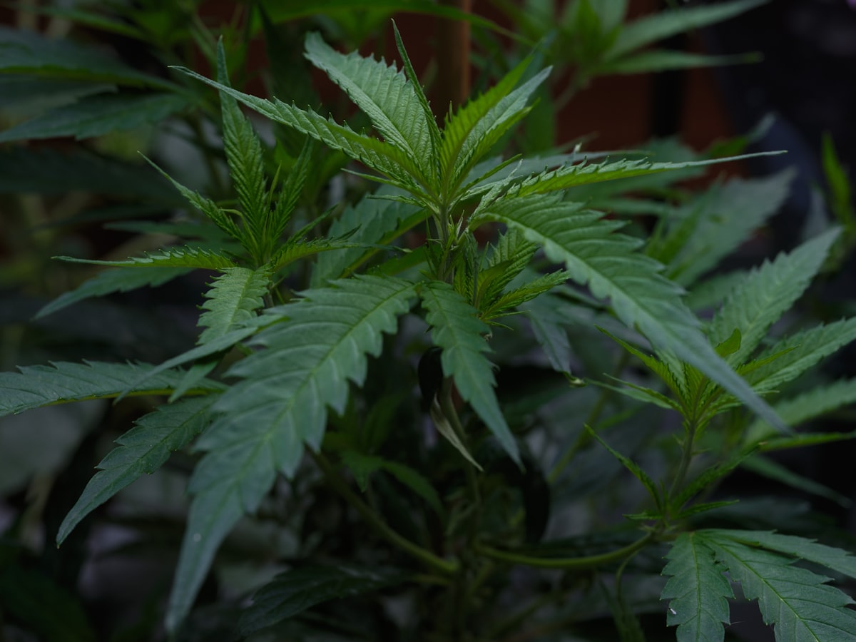 Green cannabis plant leaves in soft light